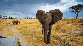 safari tours from zanzibar