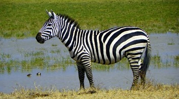 excursion zanzibar tanzanie