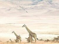 10 days tanzania safari and zanzibar