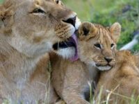RUAHA NATIONAL PARK 3 Days Safari