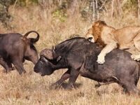 8 Days tanzania safari and zanzibar