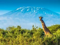 12 Days Safari and Mount Kilimanjaro Climb: Experience the Ultimate Adventure