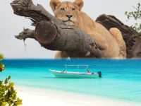 Experience an Unforgettable 10 Days Serengeti Safari and Zanzibar Beach Holiday