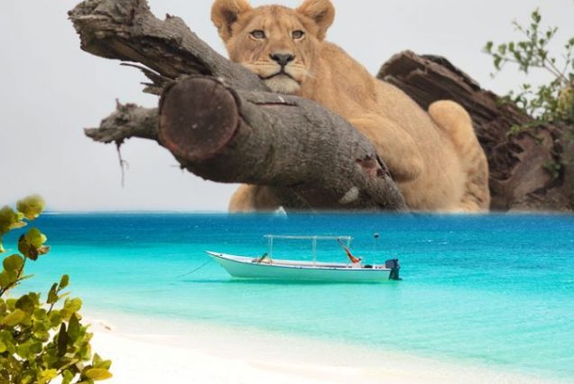 Experience an Unforgettable 10 Days Serengeti Safari and Zanzibar Beach Holiday