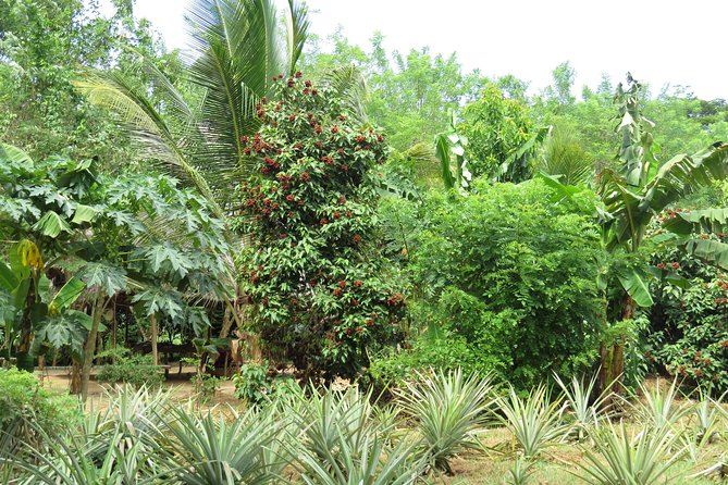Spice Tour Zanzibar